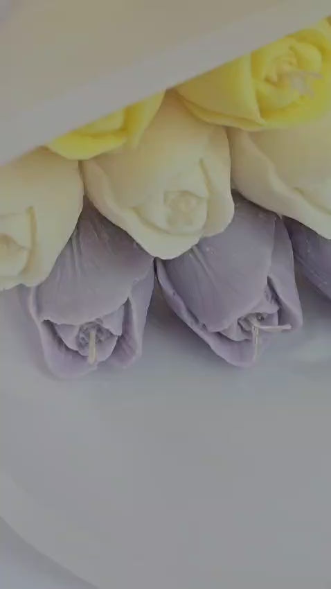 Tulip Bloom